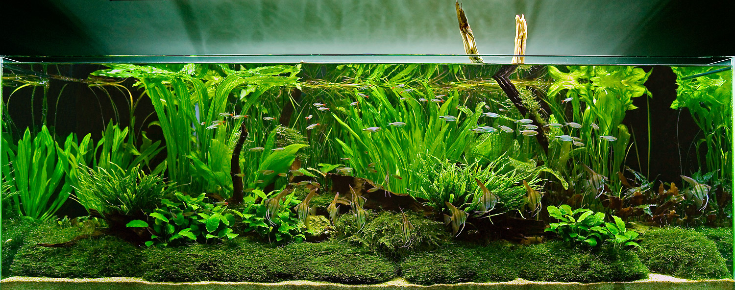 Beginner's guide to setting up an aquarium with live plants - Bunnycart Blog