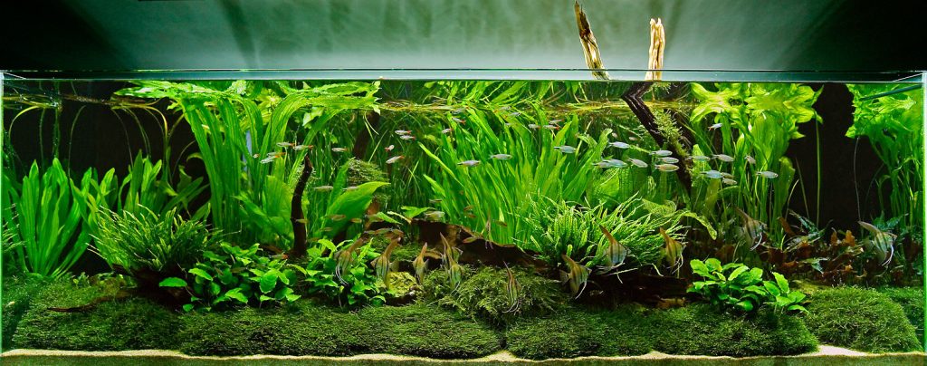 Beginner’s guide to setting up an aquarium with live plants