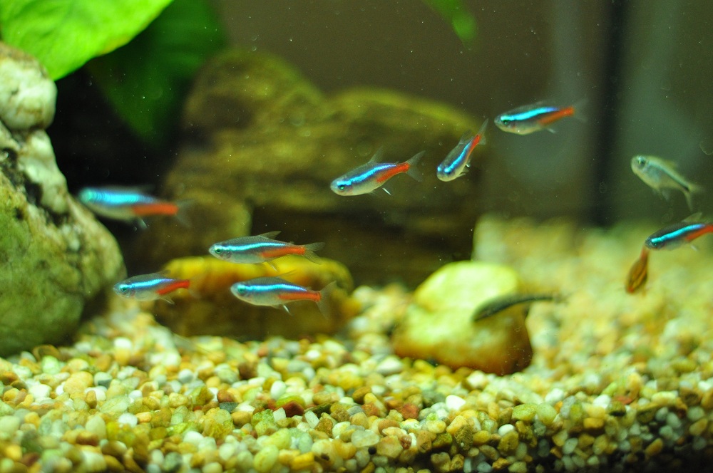 Top 5 freshwater aquarium fishes for beginners