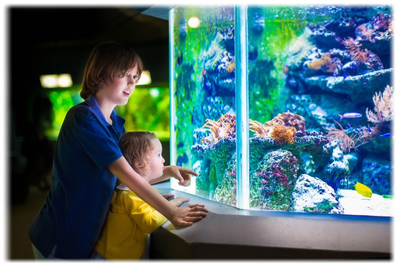 Why aquarium fishes make great pets for kids