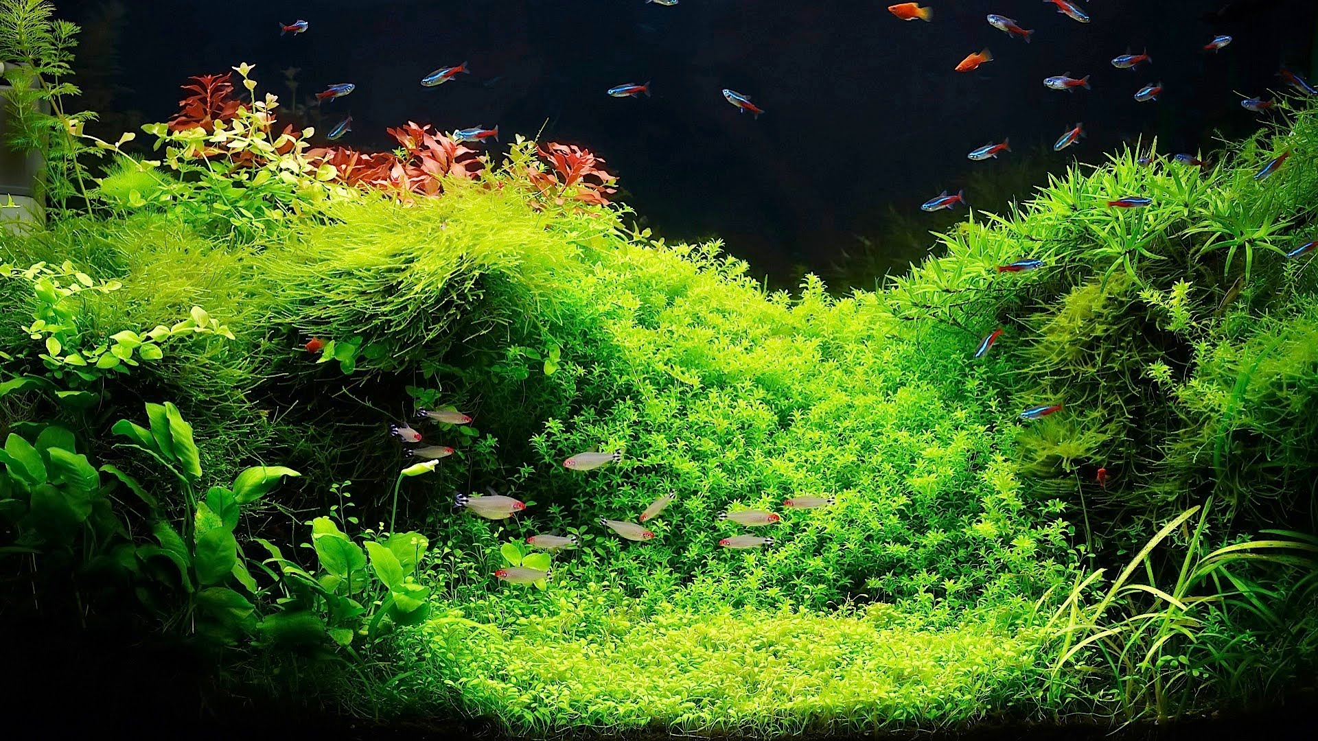 The importance of oxygen in the aquarium