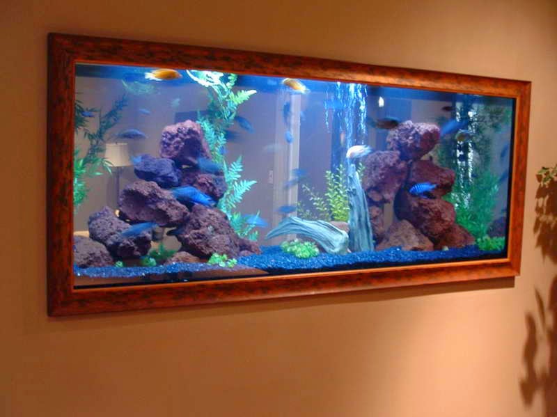 freshwater aquarium tank