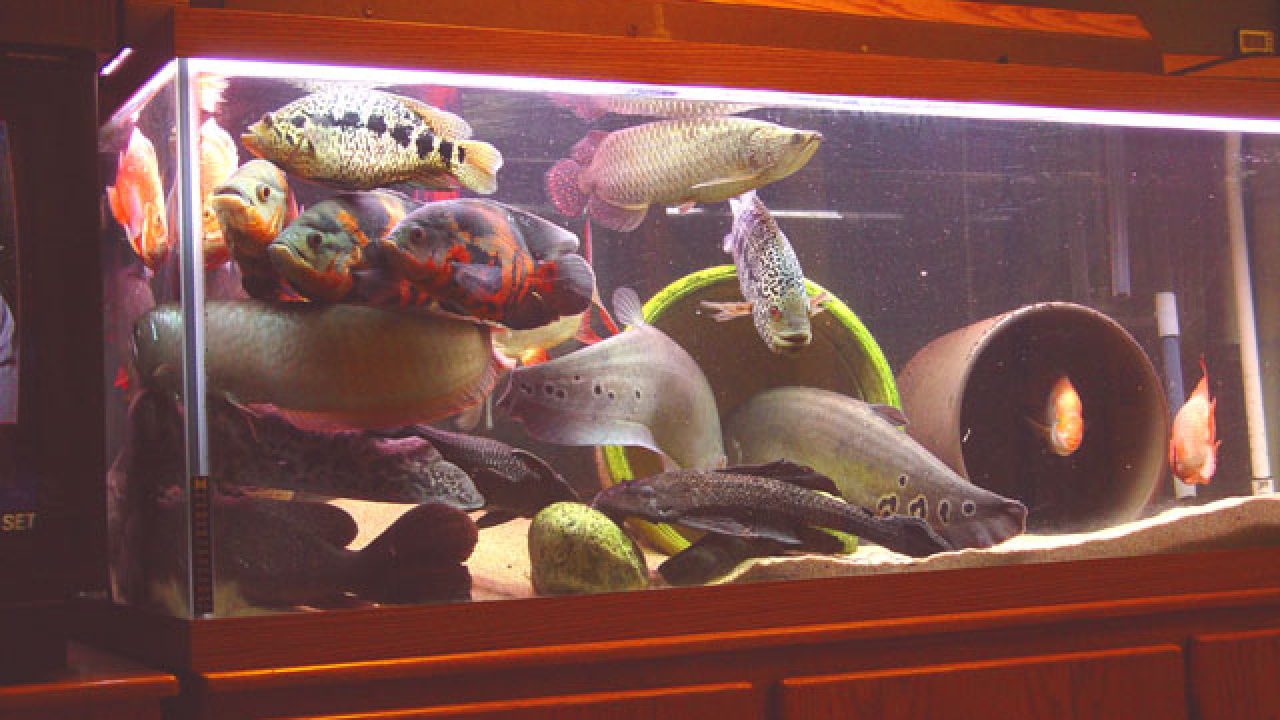 Aquarium Rocks - Everything You Should Know - Bunnycart Blog