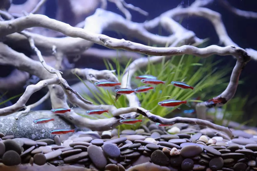 Aquarium fish Neon Tertra
