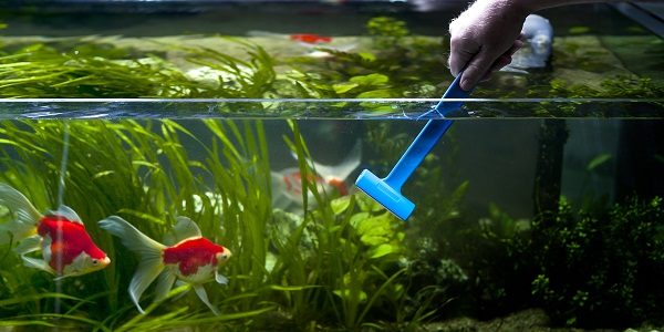 Make the aquarium clean with these 5 steps