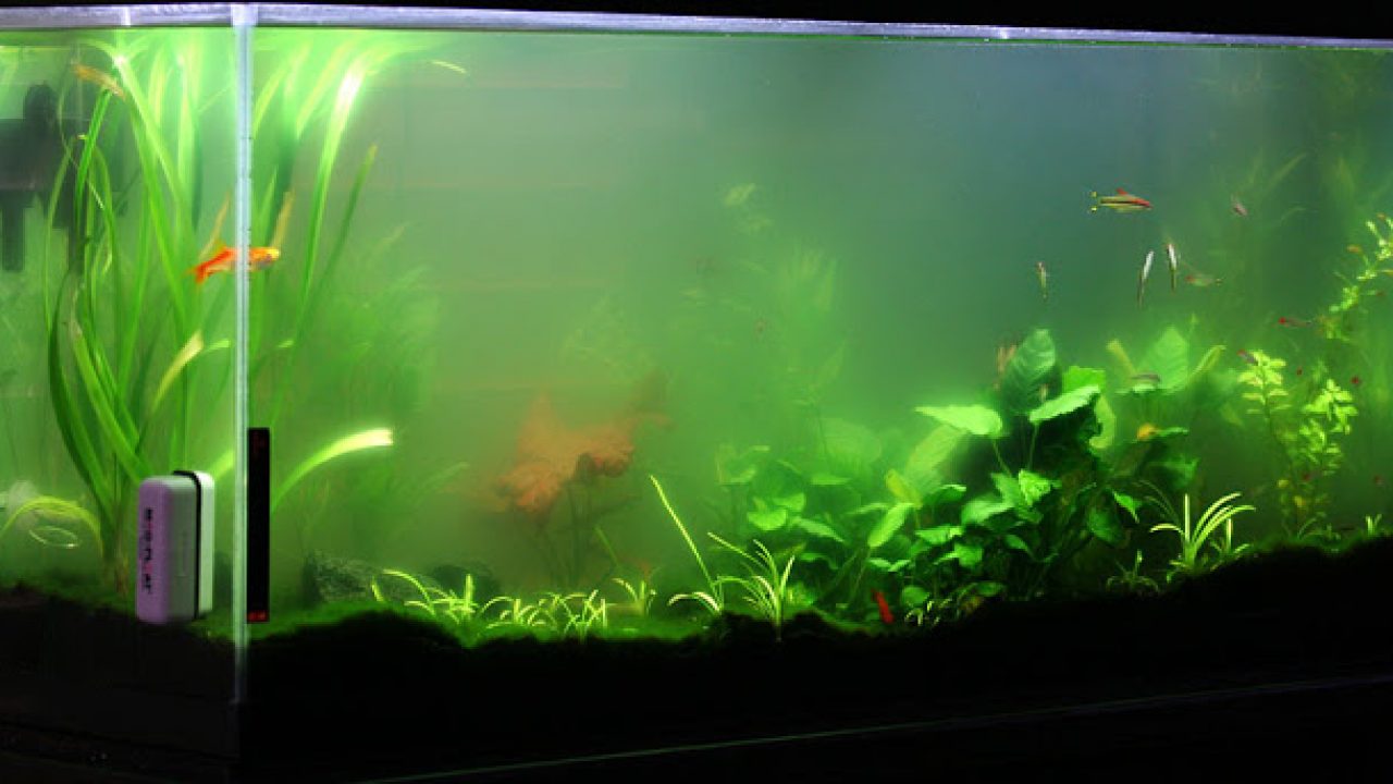 Вода в аквариуме помутнела. Аквариум зацвел водорослями. Цветет вода в аквариуме. Цветет вода в аквариуме. Зеленая вода в аквариуме.