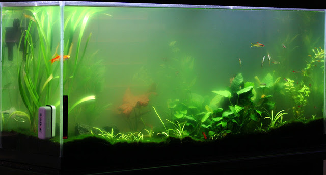 Overcoming algae growth in the aquarium