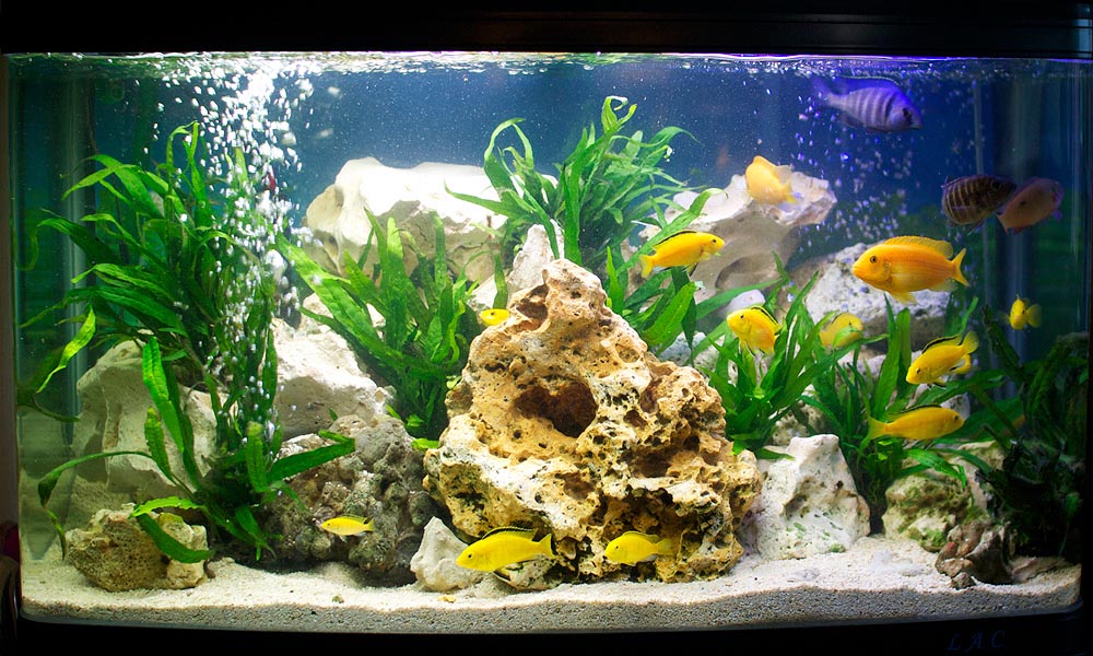 Myths associated with planted tanks