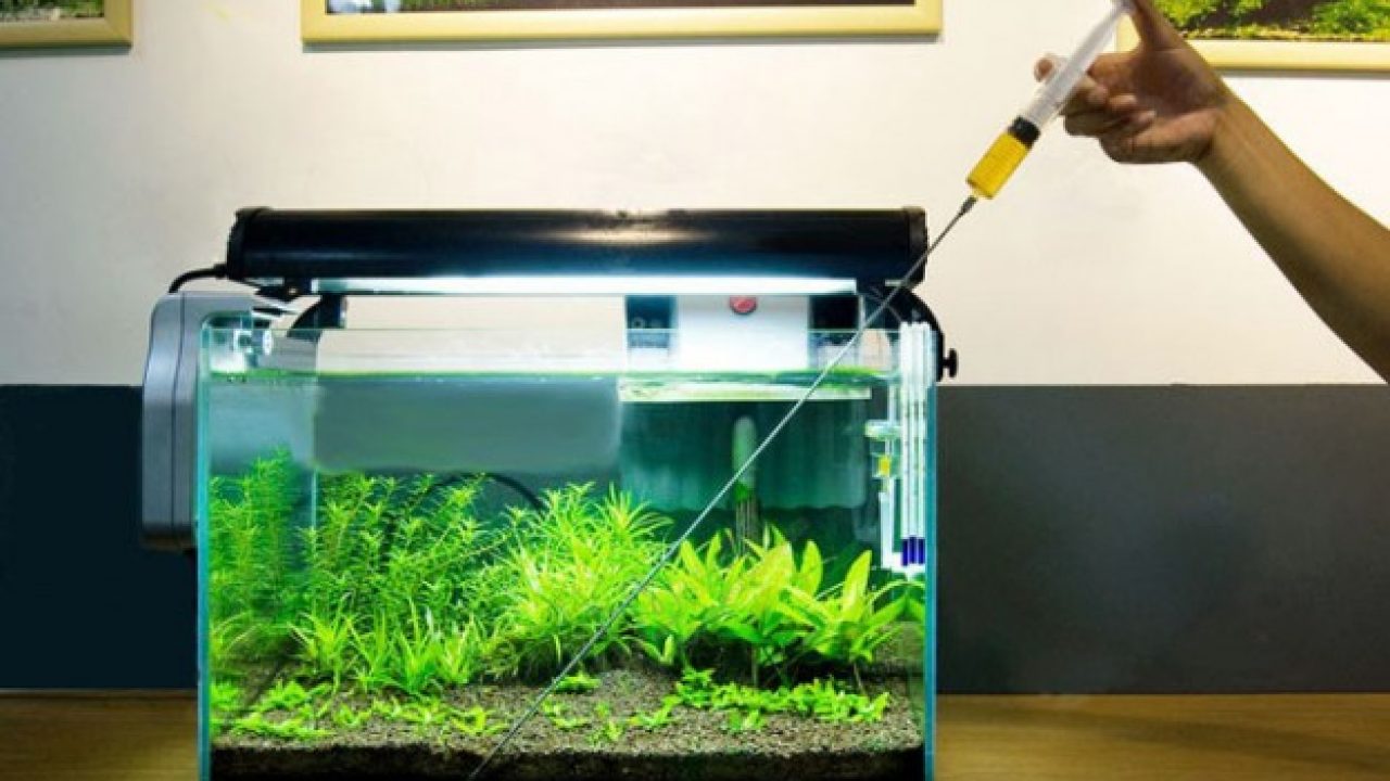 Aquarium Moss - Bunnycart Blog