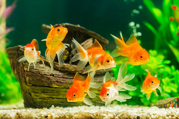 Tips to keep fish happy and healthy inside the Aquarium