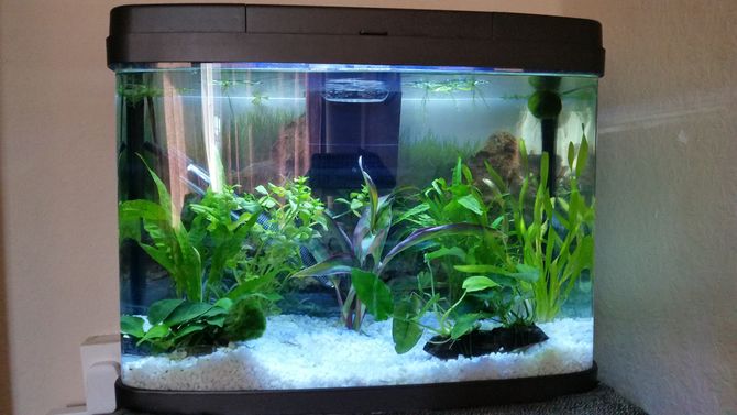 How to change aquarium water perfectly