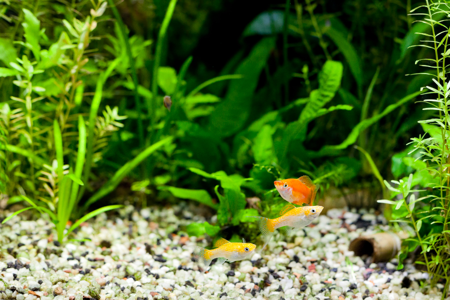 How to grow aquarium plants - Help Guides