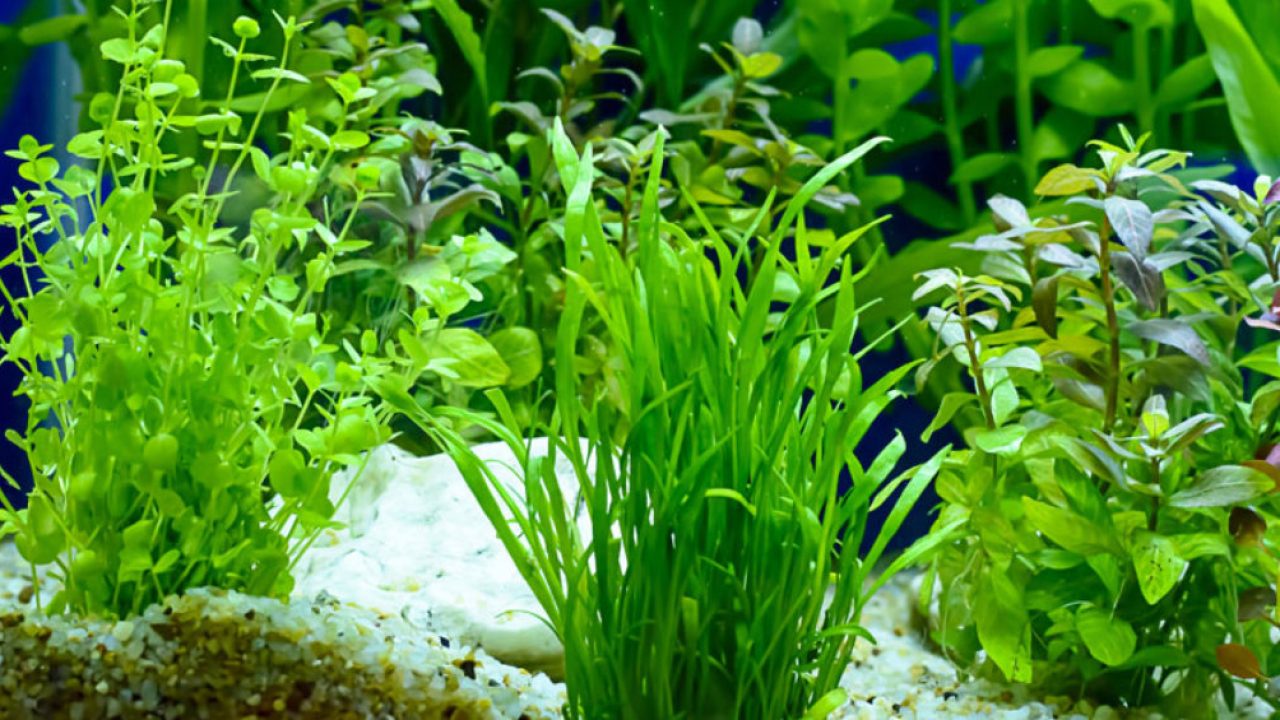 Top 10 Easy Aquarium Plants that Every Beginner Should Try – Aquarium Co-Op