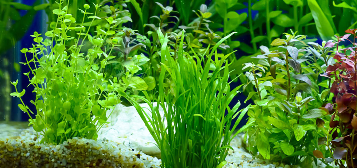 5 Easy Aquarium Plants for the Beginners - 5 Easy Aquarium Plants For The Beginners