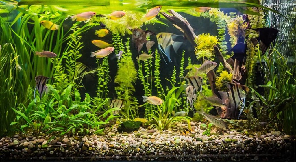 Five best centerpiece fish for your aquarium