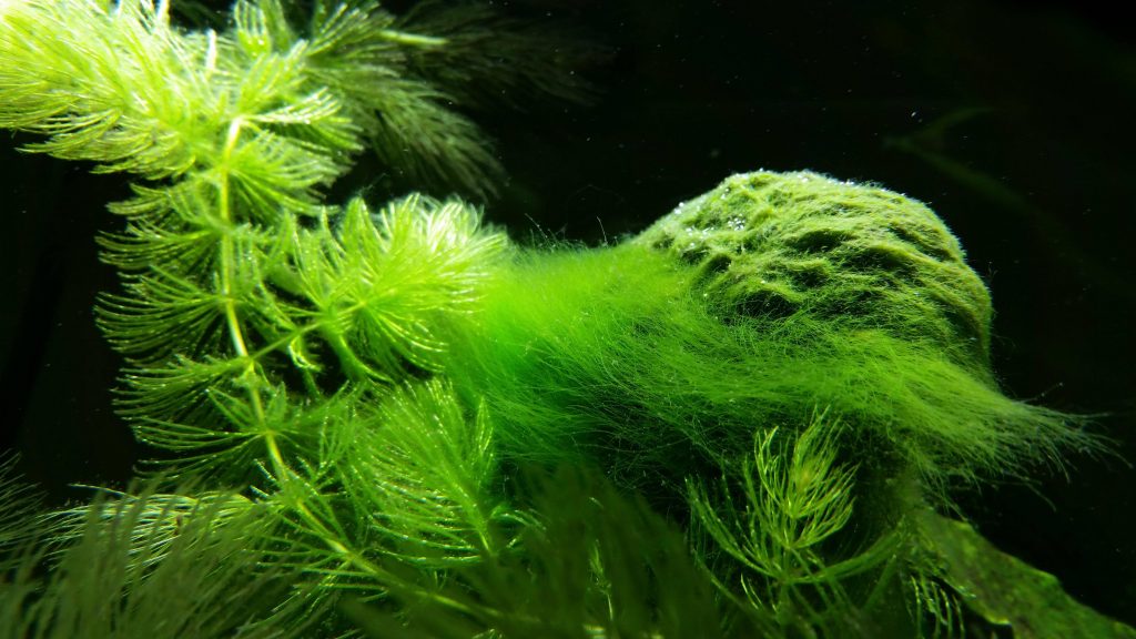How to prevent the growth of green hair algae