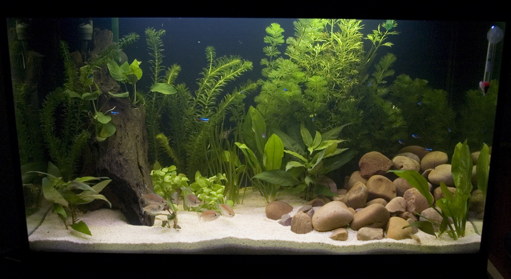 Aquarium Decor- Do's and Don'ts every aquarist should know - Bunnycart Blog