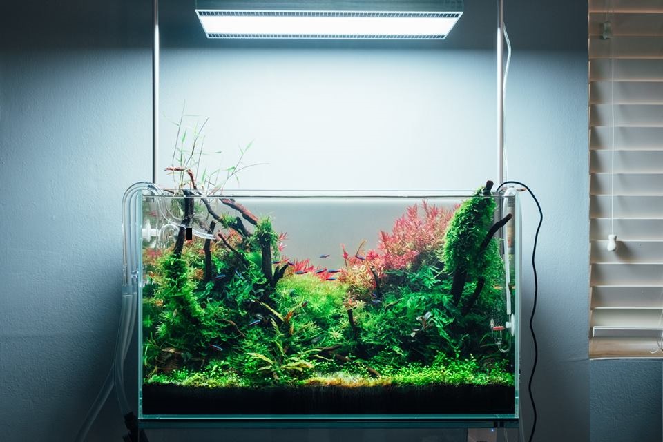 Aquarium Cooling Dos and Donts