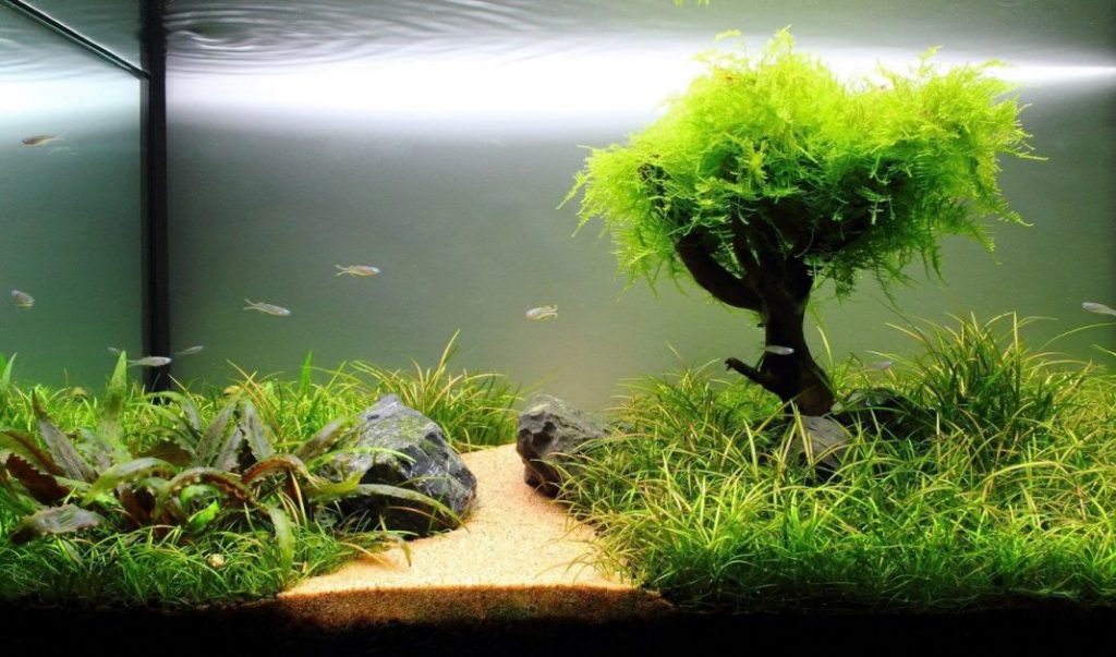 Best plants for beautifying the aquarium