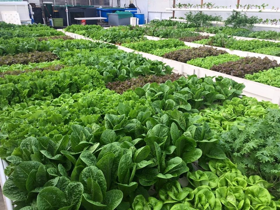 What is Aquaponics