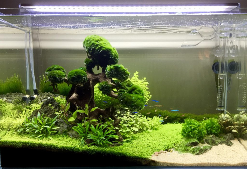 Introducing plants in a fish-only tank
