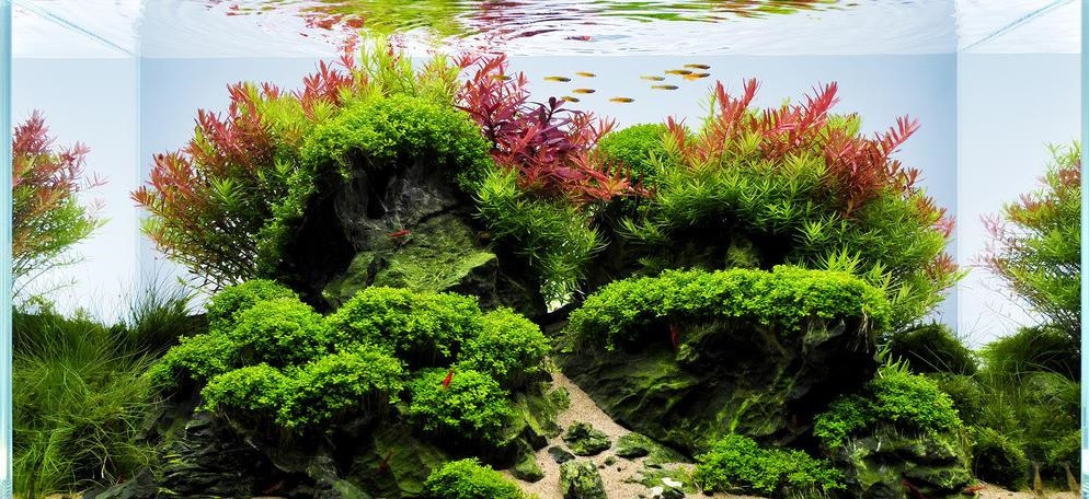 Everything you should know about Low tech planted aquarium