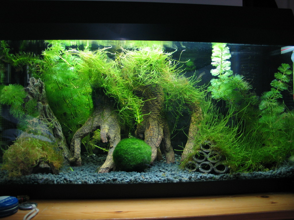 Aquarium Moss - Bunnycart Blog