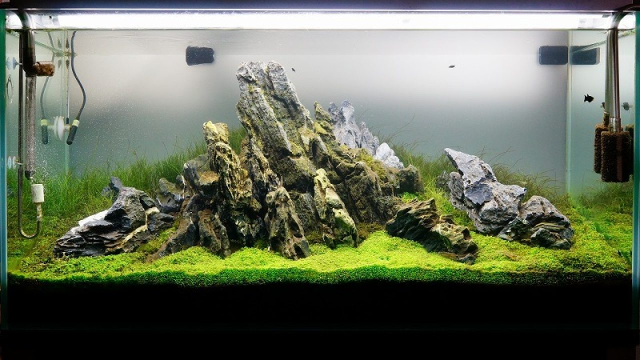 Aquarium Moss - Bunnycart Blog