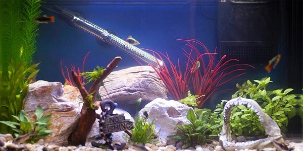 Aquarium Decor- Do's and Don'ts every aquarist should know - Bunnycart Blog