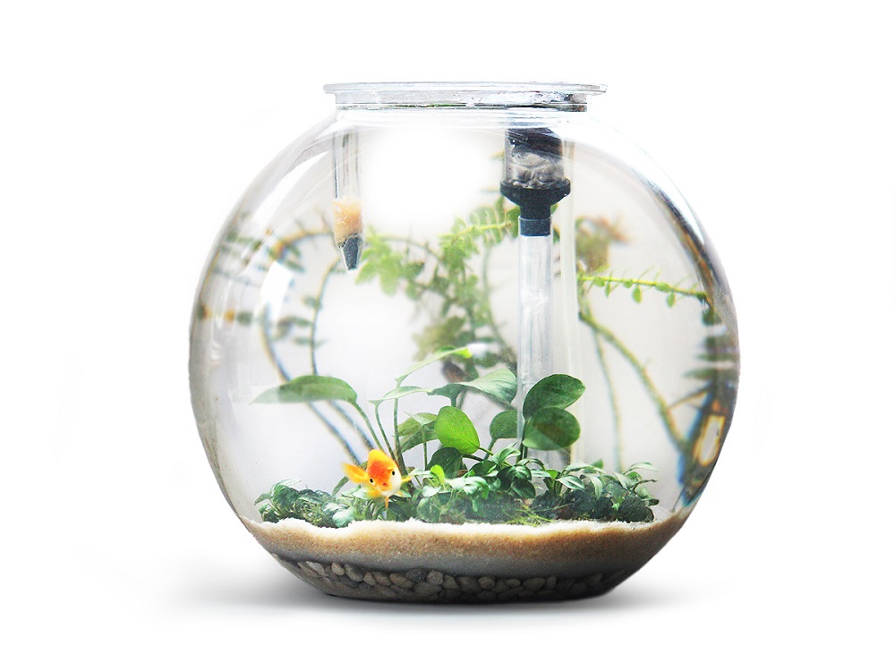 How to Set A Planted Fish Bowl - Bunnycart Blog