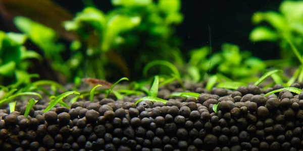 Everything you need to know about aquarium substrate - Bunnycart Blog