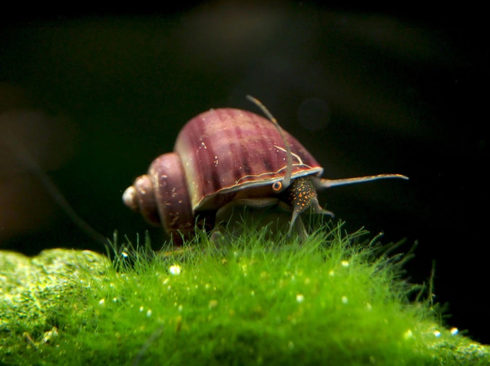 Snails in Aquarium