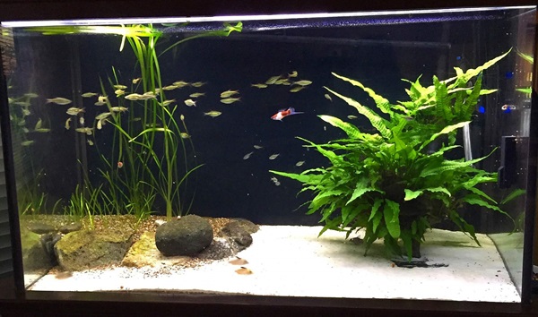 Eight things to avoid putting in the fish tank