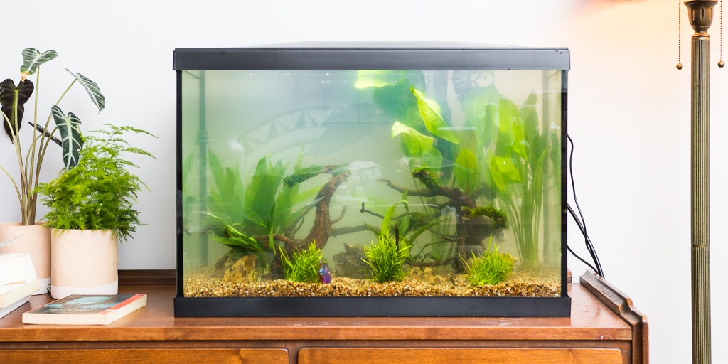 How to Deal With Roaches in the Fish Tank