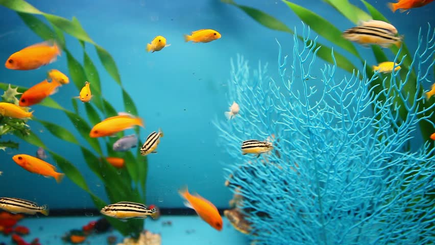 Lockdown Special Am important update for aquarium owners