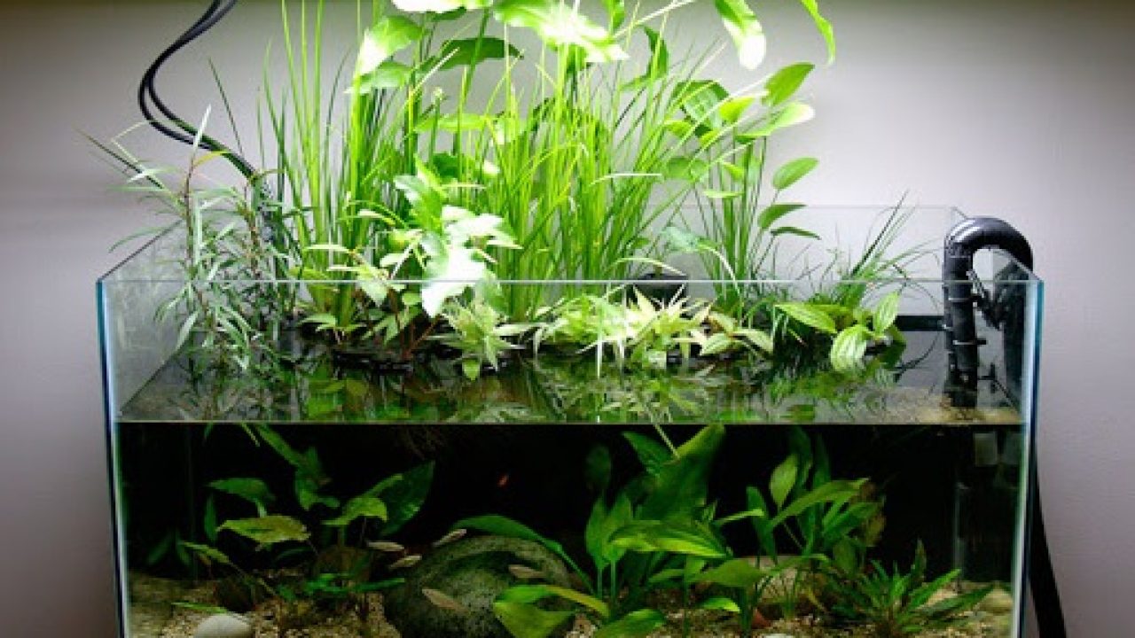 Cycling fish tank with plants sales