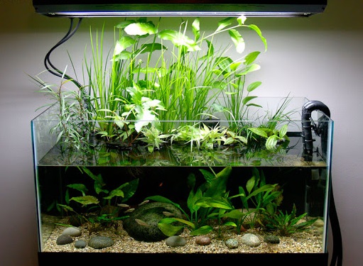 Cycling a Fish Tank