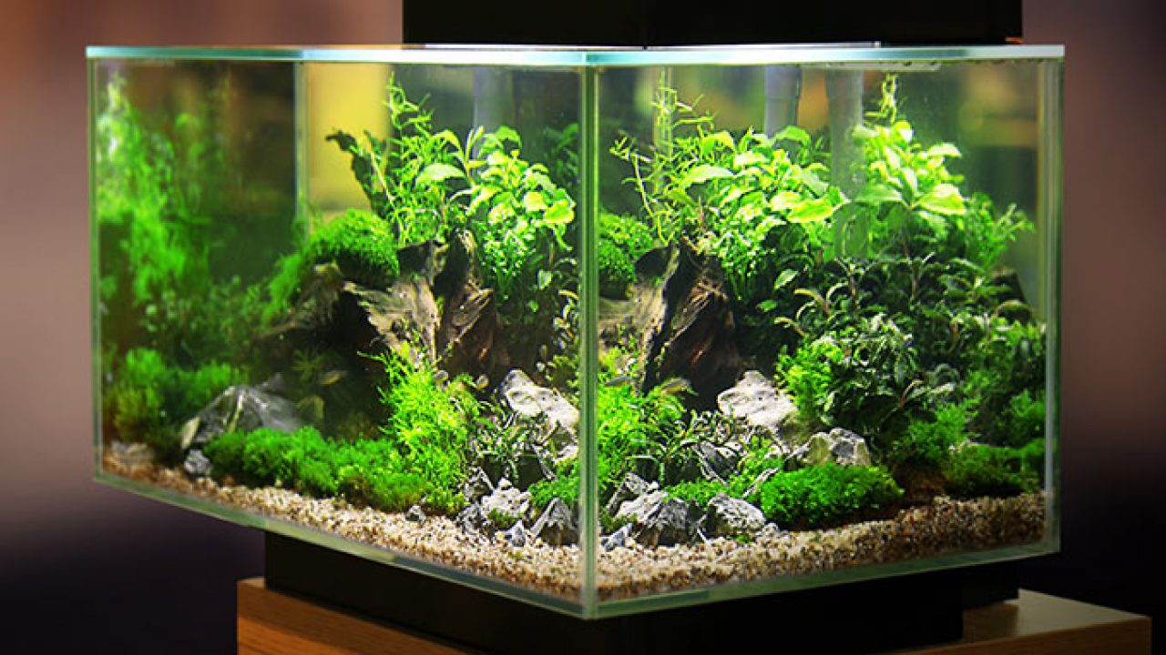 The Many Benefits of Live Aquarium Plants - Alsip Home & Nursery