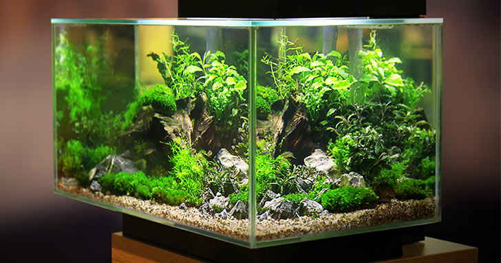 Live plants in an aquarium - selection and maintenance - Bunnycart Blog