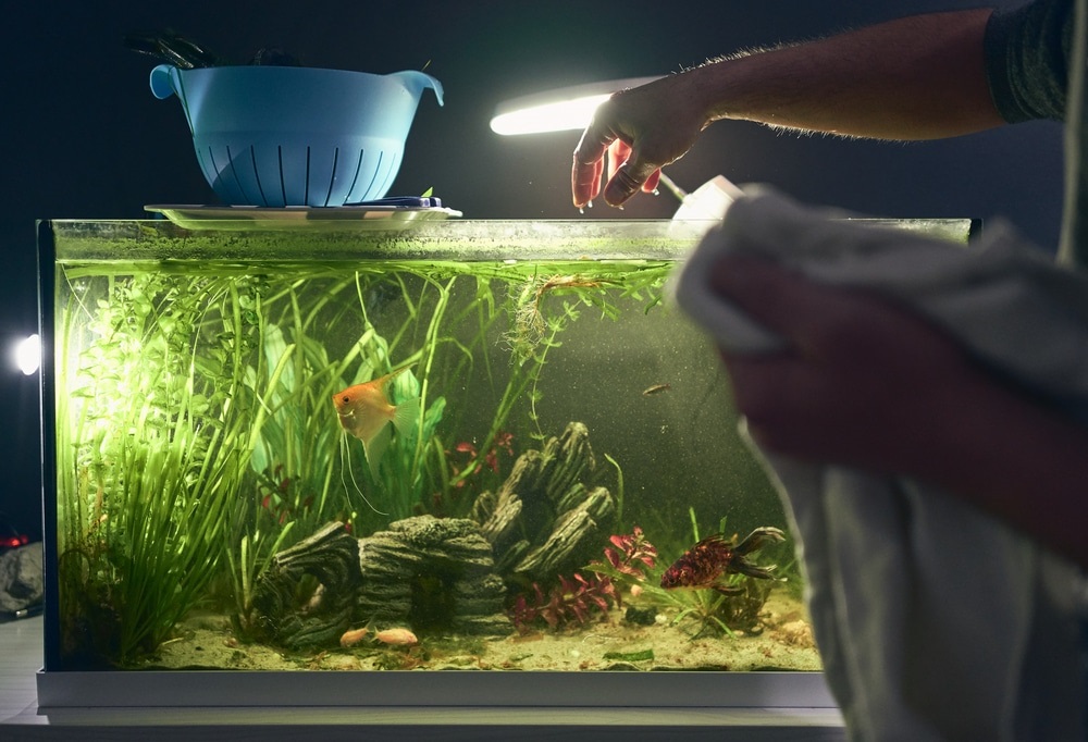 Fixing a Stinky Aquarium