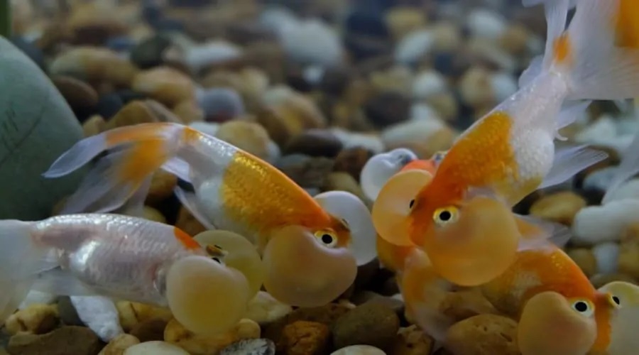 Goldfish- Their love for Pebble and Gravel