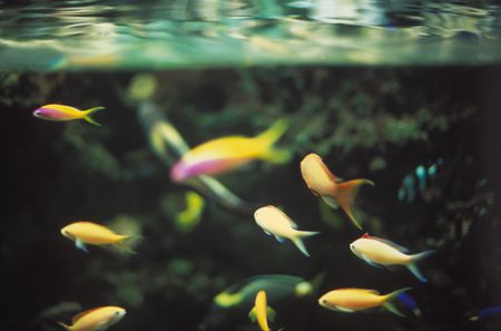 Your Routine Aquarium Maintenance Guide