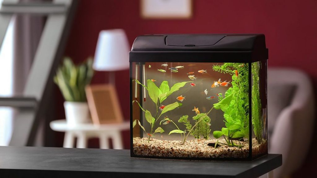 Fish Keeping- An Inexpensive, Useful and Luxurious Hobby