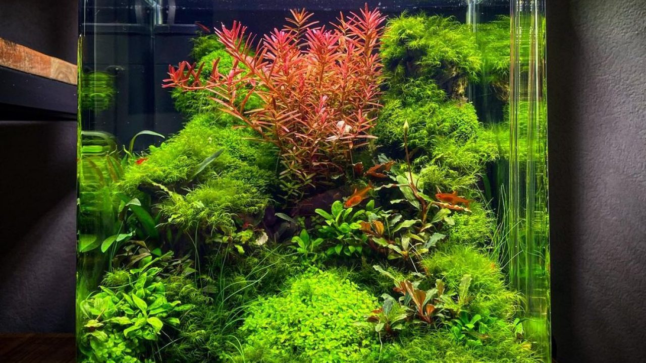 put some plants to design your aquarium  Freshwater aquarium plants, Live  aquarium plants, Planted aquarium