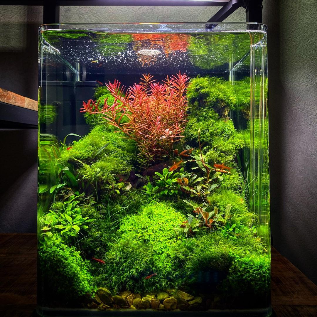 Fish Tank Decoration Ideas (with Artificial Grass) Fish Tank Setup