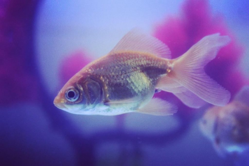 Injury in Aquarium Fish - Everything You Need To Know