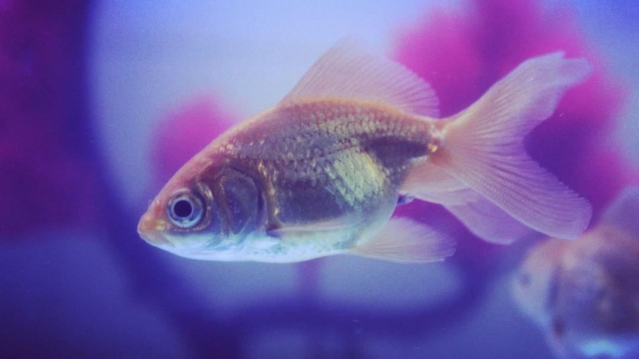 Injury in Aquarium Fish - Everything You Need To Know - Bunnycart Blog