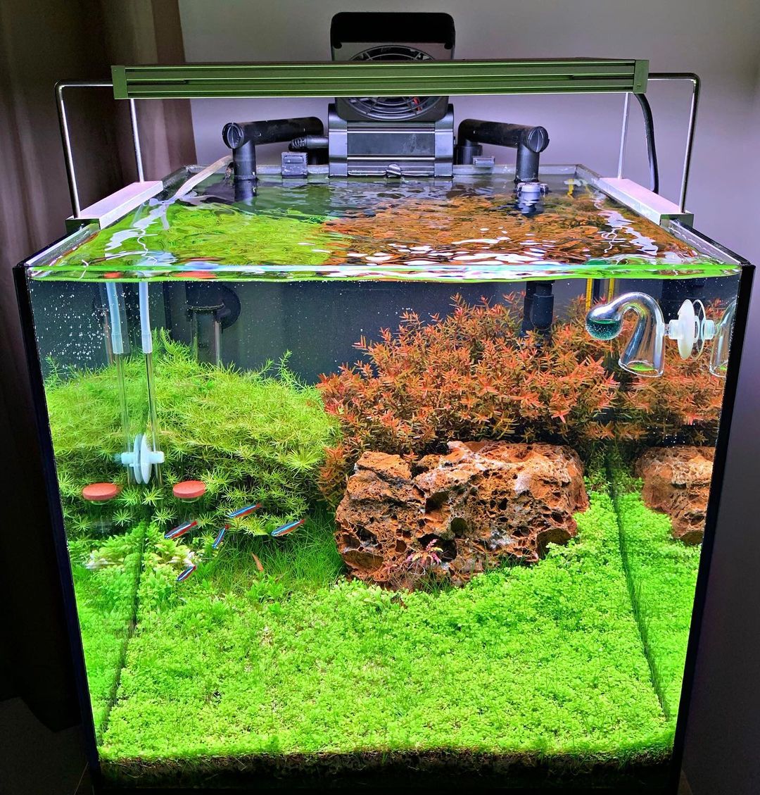 Saltwater vs Freshwater Aquarium: Which Side Are You On?