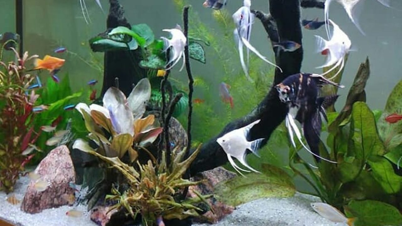 Common diseases and how they kill fish