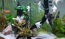 10 Most Common Reasons Why the Fish Die